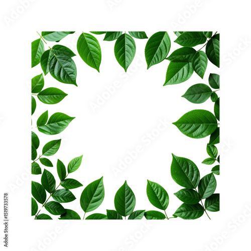 Vibrant green leaves frame on nature lush life dark on transparent background