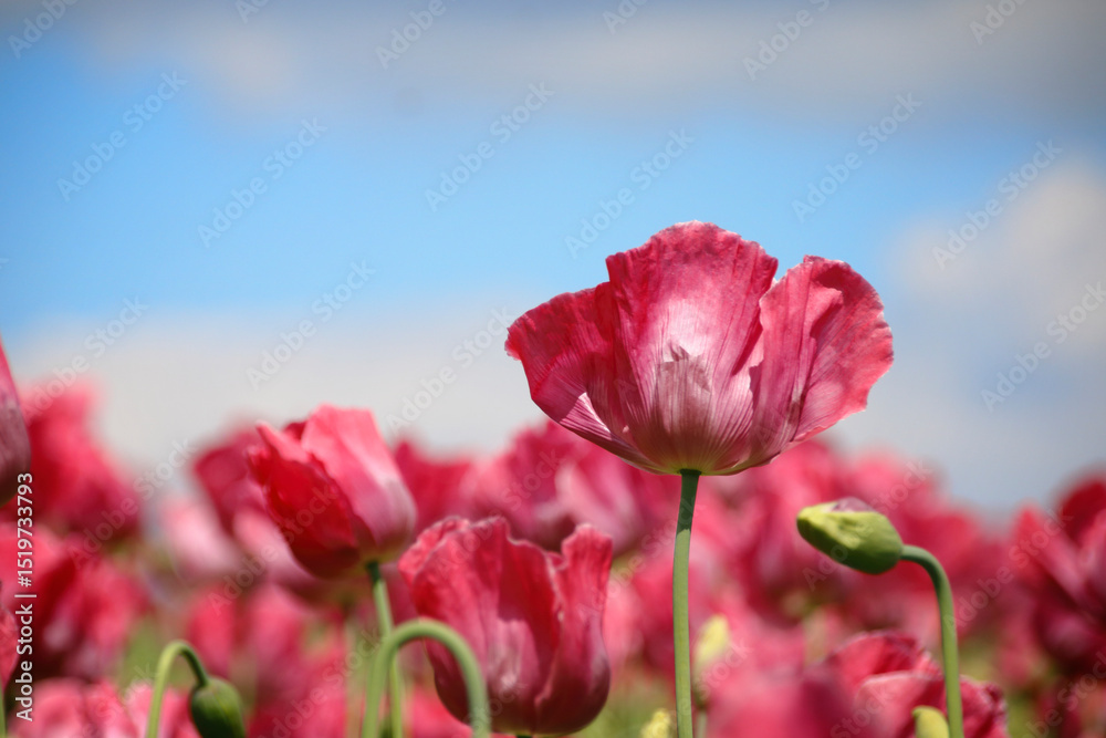 Obraz premium rosa blühende Mohnblumen
