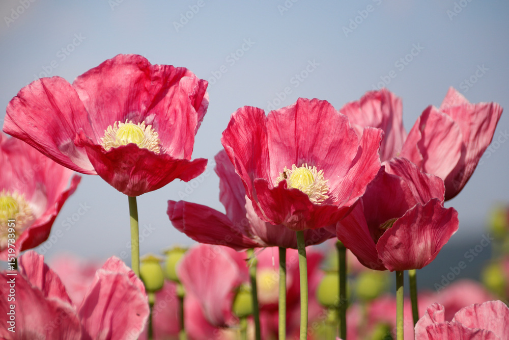 Obraz premium rosa blühende Mohnblumen