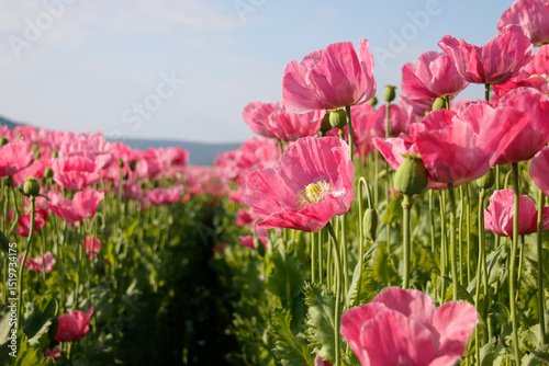 Plakat rosa blühende Mohnblumen