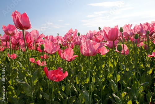 Naklejka rosa blühende Mohnblumen