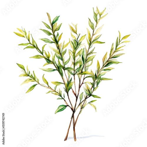 watercolor of A Willow Plant, vector high quality, isolated on a white background.