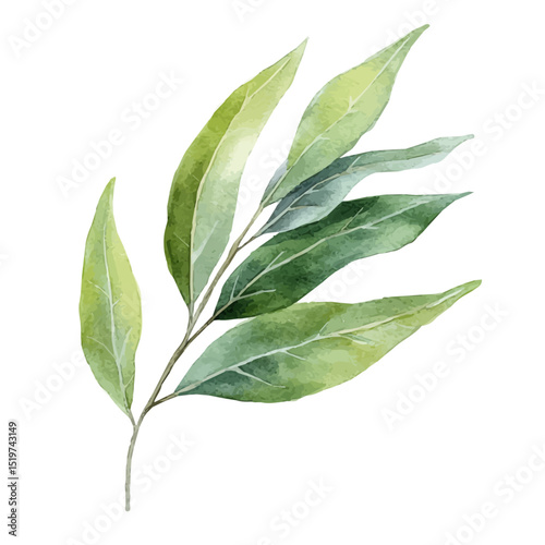 watercolor of A Willow Leaf, vector high quality, isolated on a white background.