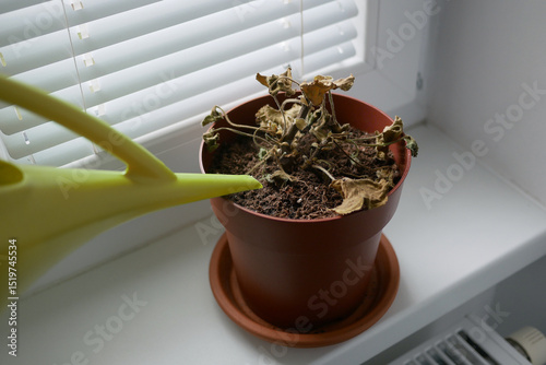 Dried plant in a pot on a windowsill. Houseplant care concept. Watering from a watering can of a dried geranium flower