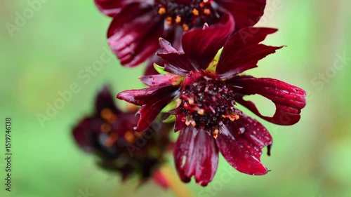 Chocolate cosmos flower.Dark flower with chocolate aroma.Cosmos atrosanguineus Chocamocha. 4k footage