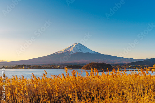 Mount Fuji and Golden Reeds at Lake Kawaguchiko