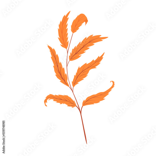 rowan leaf. Hand drawn autumn. vector illustration. Isolated on a white background.  branch of a deciduous tree. 