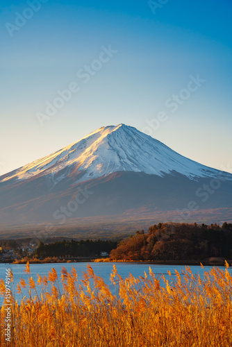 Mount Fuji and Golden Reeds at Lake Kawaguchiko