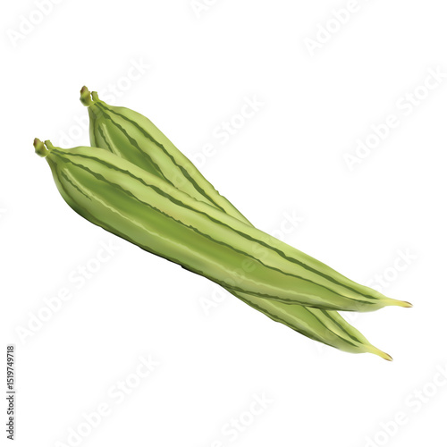 ridge gourd vegetable illustration on white background Vol 01