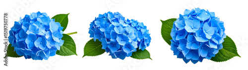 青い紫陽花