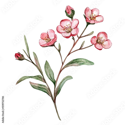 watercolor of A Waxflower Stem, vector high quality, isolated on a white background.
