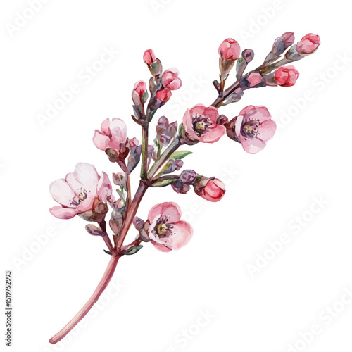 A Waxflower Stem, watercolor vector, high quality, isolated on a white background.