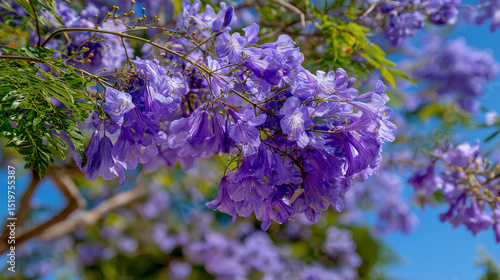 Jacaranda tree branches with purple flowers against blue sky  