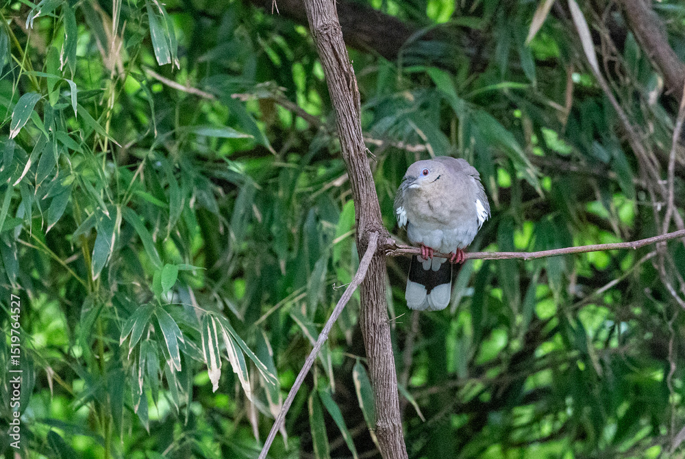Mourning dove perched on limb surrounded by greenery Mourning dove perched on limb surrounded by greenery