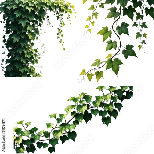 Three ivy vines showcasing lush green leaves representing natural growth
