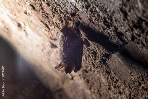 Closeup picture of Greater mouse-eared bat (Myotis myotis) getting up just after hibernation in which they sleep hangin upside down from the ceiling of cave, stole or other underground.