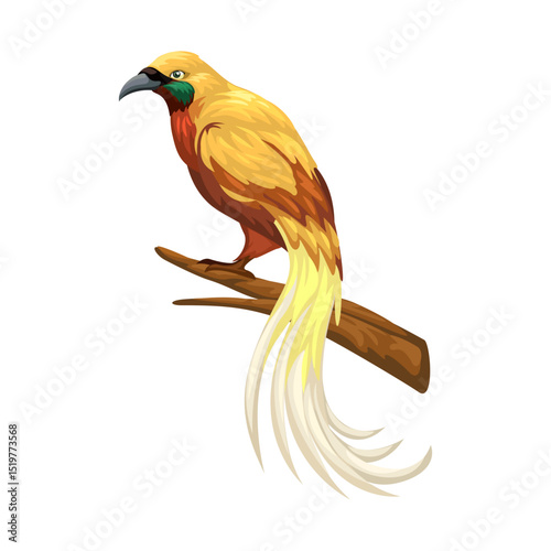Cendrawasih Bird aka Bird of paradise Cartoon Illustration Vector