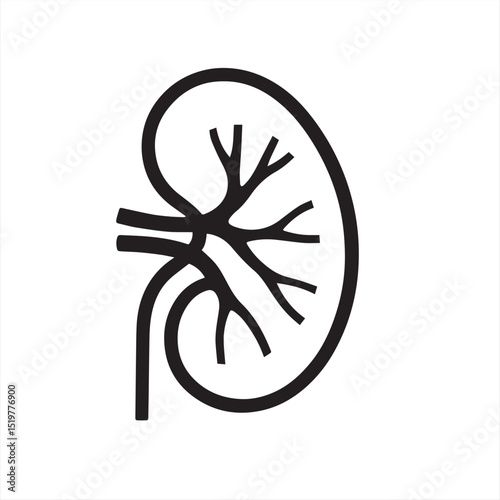 vector illustration of human kidney