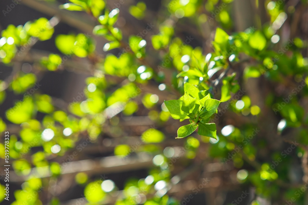 Naklejka premium Fresh green leaves against blurred branches