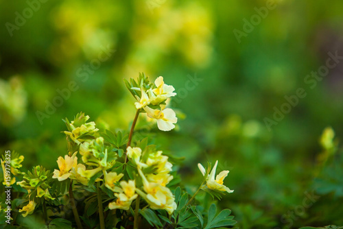 Yellow flowers in a flowerbed close-up