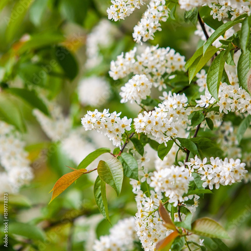 Bird cherry flowers on branches close-up