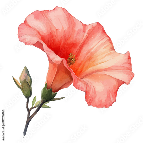 A Trumpet Vine Flower Stem, watercolor clipart vector, high quality, isolated on a white background.