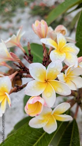 frangipani plumeria flower