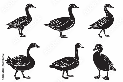canada goose and geese