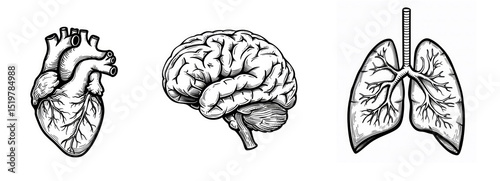 Black and white anatomical illustrations of a human heart, brain, and lungs drawn in a detailed line art style. Ideal for educational, medical, or scientific use