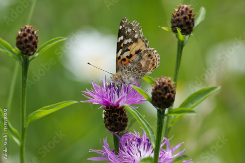 Painted Lady (Vanessa Cardui) Butterfly sitting on a pink scabiosa in Zurich, Switzerland