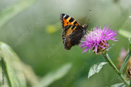 Small tortoiseshell butterfly (Aglais urticae) sitting on a pink scabiosa in Zurich, Switzerland