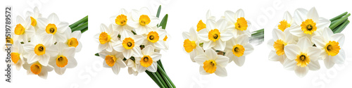 Bunch of white daffodil flowers with yellow centers bright and crisp isolated on transparency background