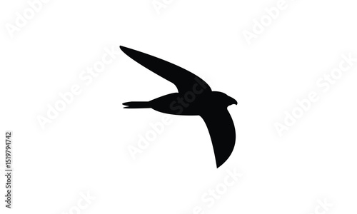 Flying Alpine swift bird Silhouette Design  And Vector Illustration. 
