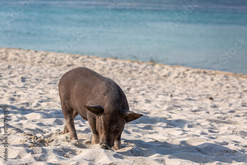 Pig island, Image shows a young lone pig on the sand on on a tropical beach