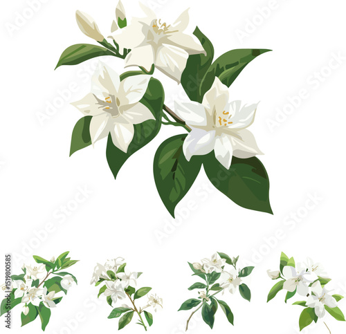 set of flowers in color style, set of jasmine flowers isolated on background