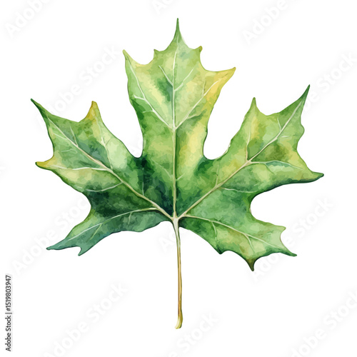 A Sycamore Leaf, watercolor drawing vector, high quality, isolated on a white background.