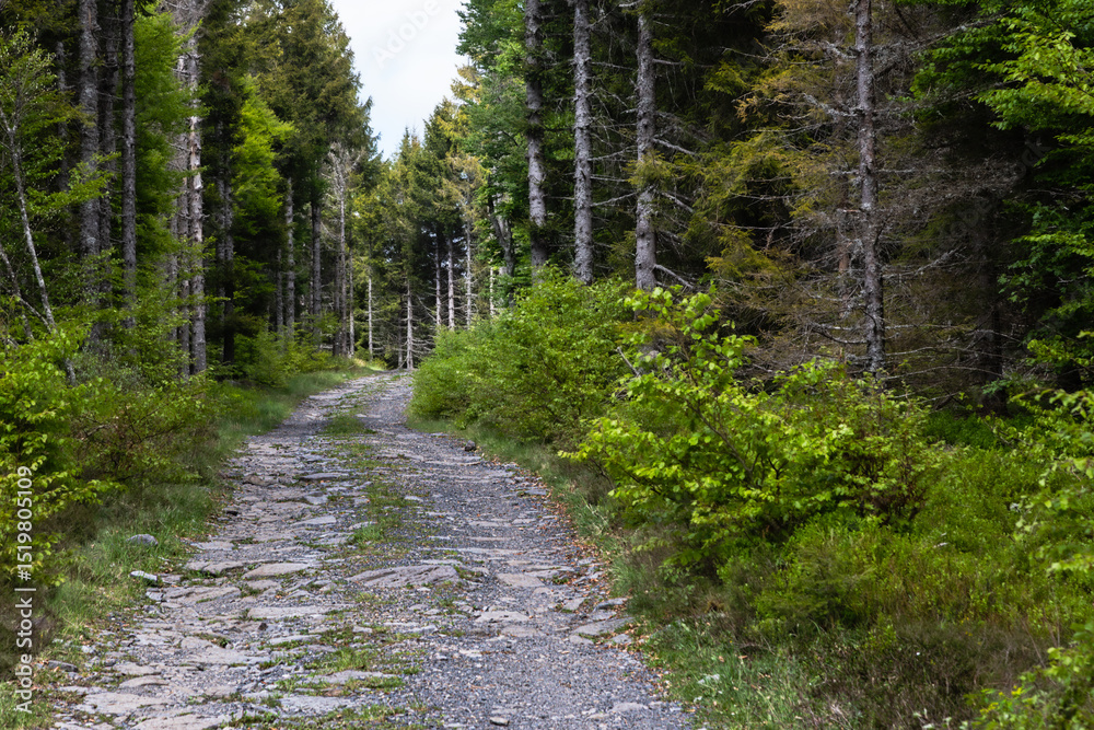 Fototapeta premium the Vergnes Noires peat bog, in Aubrac