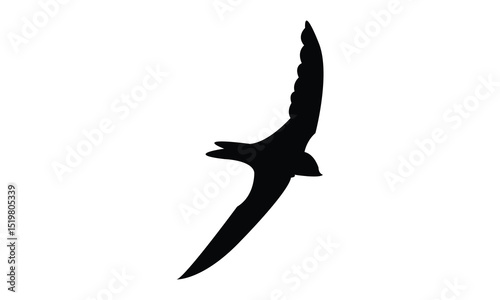 Flying Alpine swift bird Silhouette Design  And Vector Illustration. 
