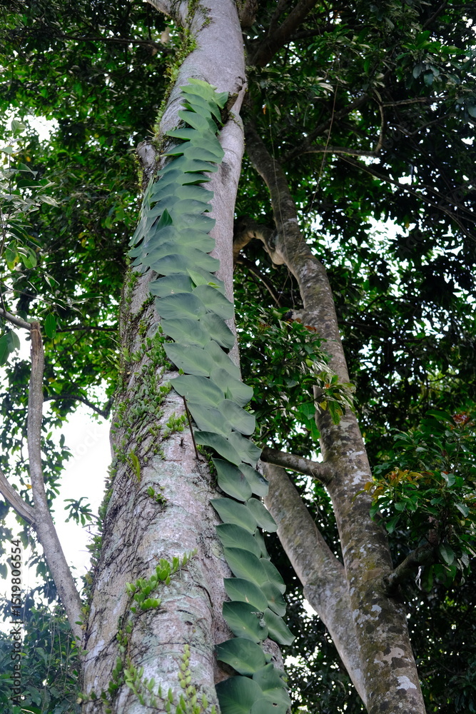 Fototapeta premium Tropical Ivy with Checkerboard Leaves Climbing Tree Trunk