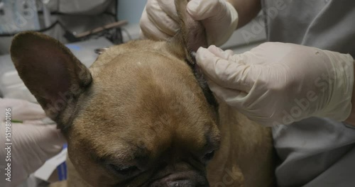 A veterinarian wearing gloves carefully cleans a French bulldog's ears, ensuring hygiene and health in a professional veterinary clinic. The doctor removes wax from the dog's ears.