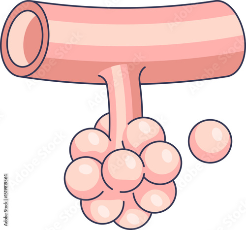 Illustration of alveoli connected to a bronchiole, showing air sacs for gas exchange.