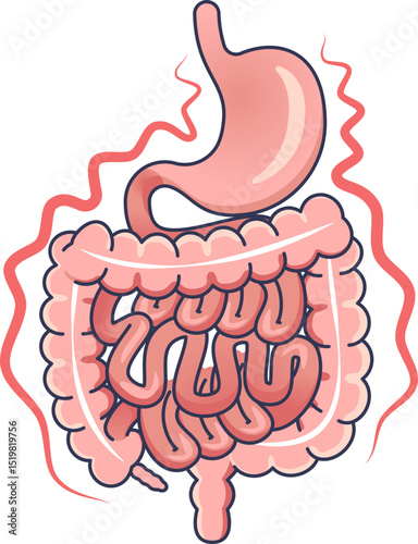 Illustration of the human digestive system, showing the stomach and intestines, symbolizing digestion.