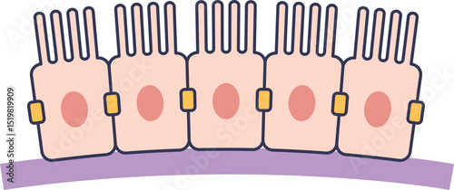 Illustration of intestinal wall cells with microvilli and nuclei.
