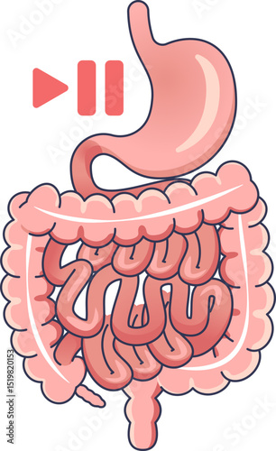 Illustration of digestive system with pause symbol, representing reduced digestion.