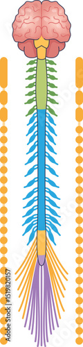 Illustration of the nervous system highlighting the sympathetic ganglia alongside the spinal cord.