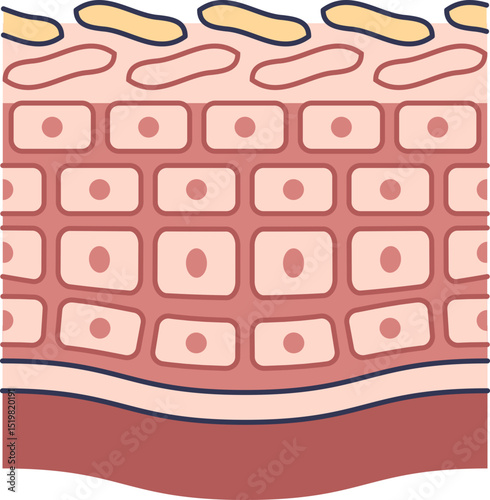 Illustration of skin layers showing the skin barrier structure.