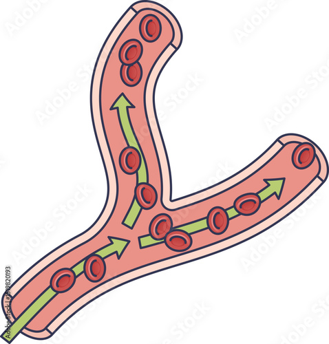 Illustration of blood vessels with red blood cells and arrows indicating flow.