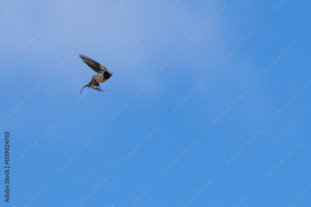 Fototapeta premium Barn Swallow (Hirundo rustica) – Commonly Found in Open Habitats Across the Northern Hemisphere