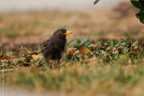 Mirlo Turdus merula sobre el cesped del jardín en parque público mira a cámara de reojo, Alcoy, España	
