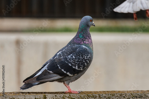 Paloma urbana Columba livia mira como vuela otra paloma, Alcoy, España